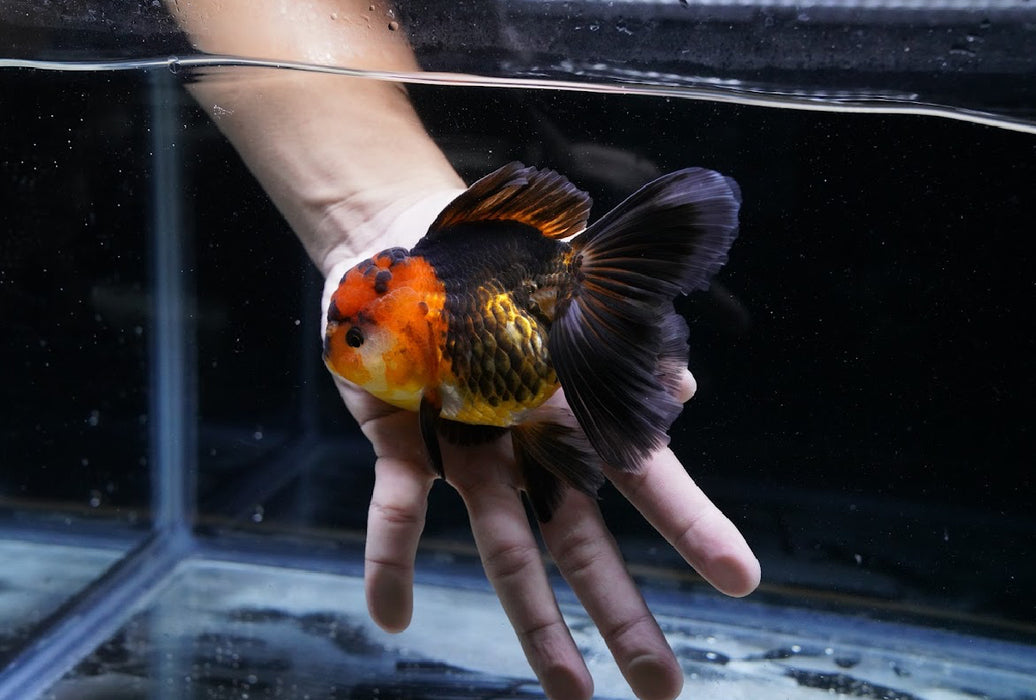 Tricolor Oranda 4”-5” #125-05