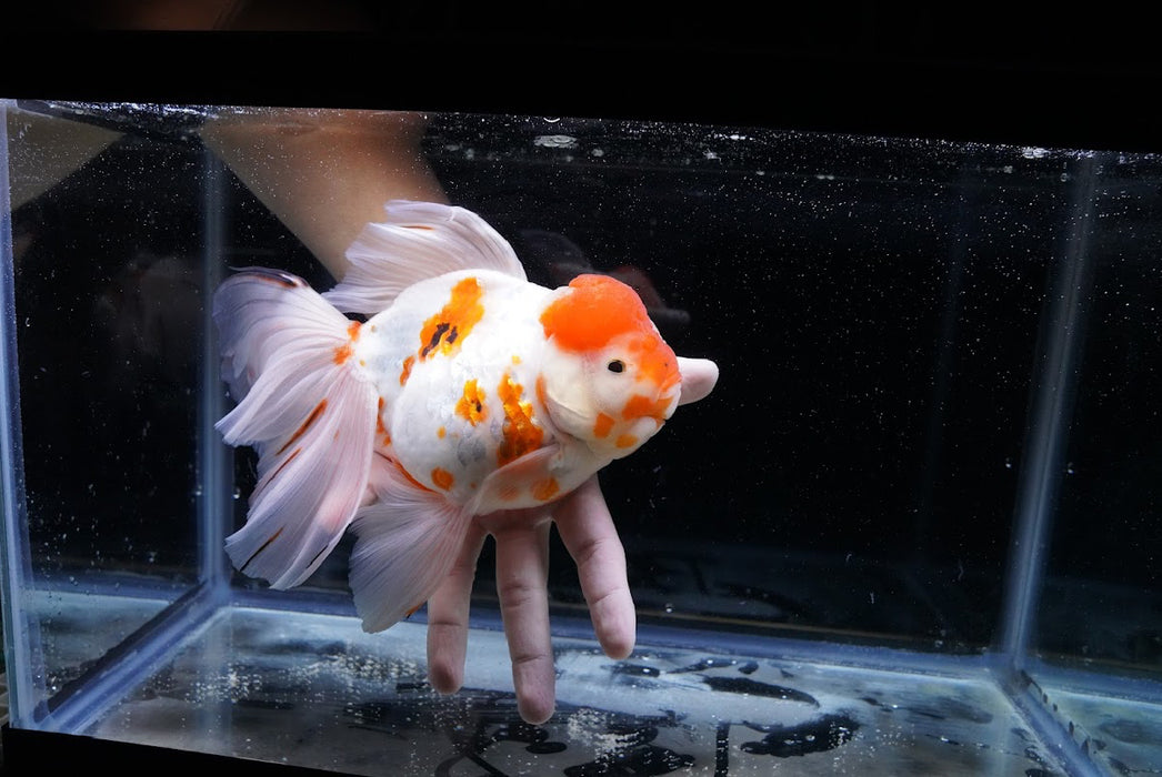 Tricolor Oranda 7” #44-04