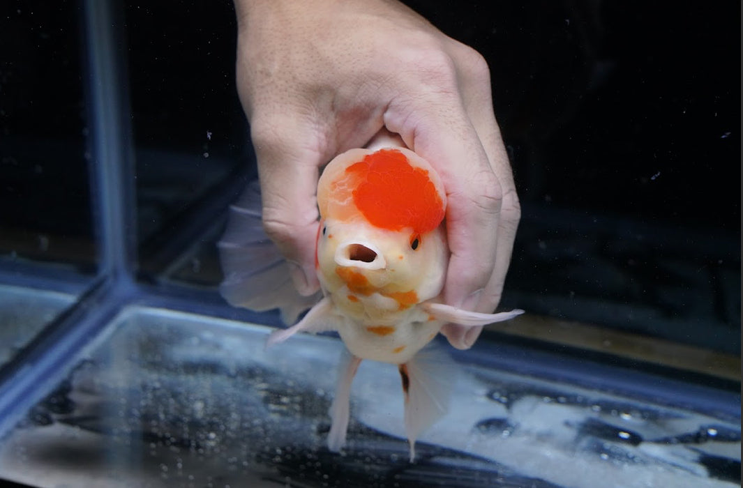 Tricolor Oranda 7” #44-01
