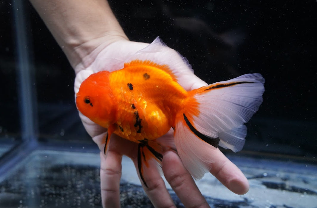 Tiger Oranda 4”-5” #125-18