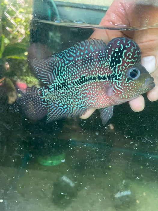 Super Red Dragon Flowerhorn
