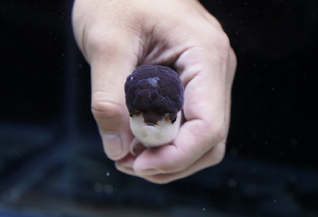 Panda Oranda 3.5”-4” #43-08