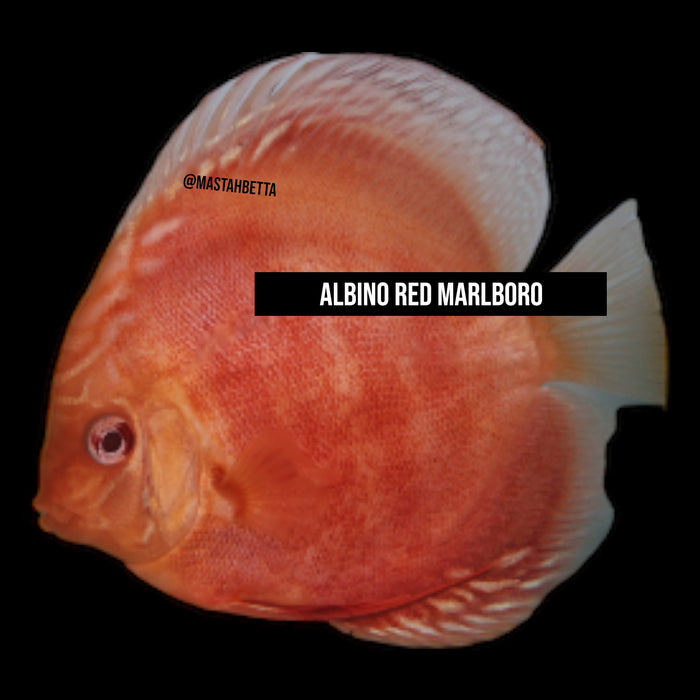 Albino Red Marlboro Discus