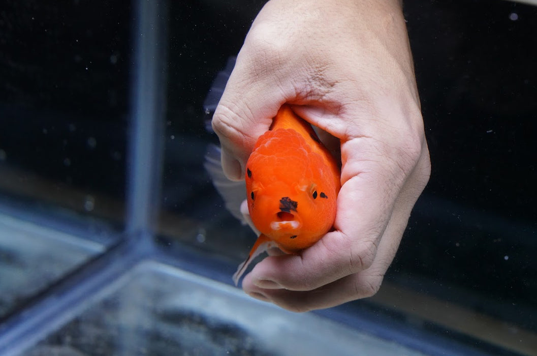 Tiger Oranda 4”-5” #125-18