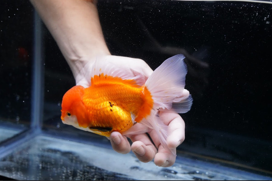 Tricolor Oranda 4”-5” #125-09