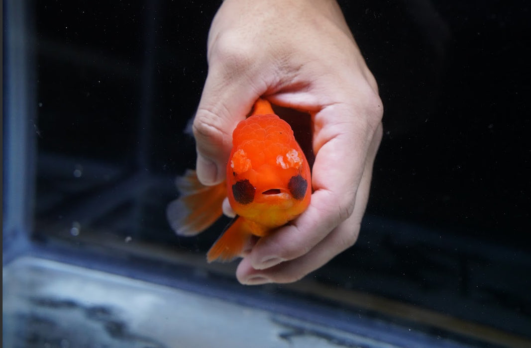 Tricolor Oranda 4”-5” #125-02