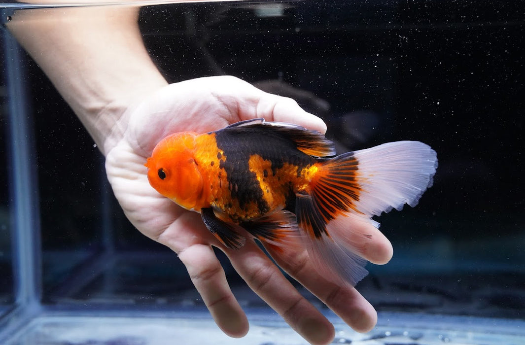 Tricolor Oranda 4”-5” #180-14