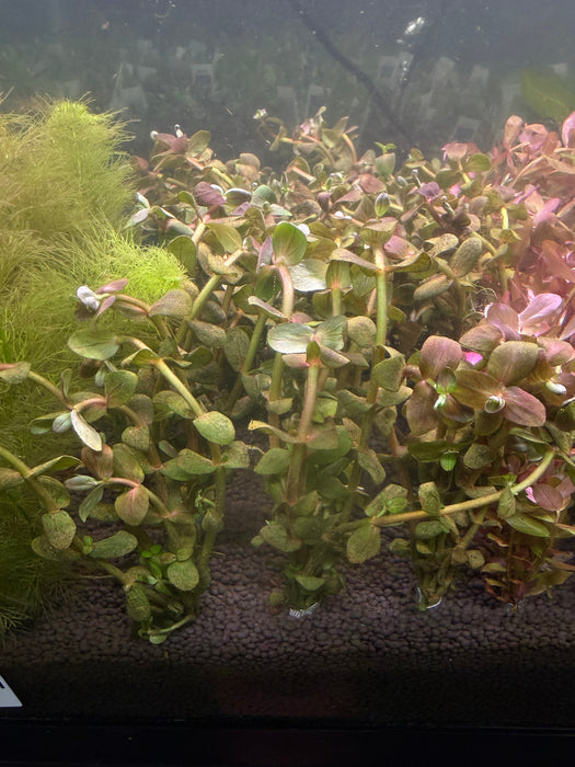 Purple Bacopa