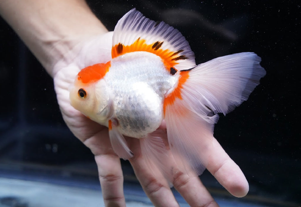 Tricolor Oranda 4”-5” #125-06