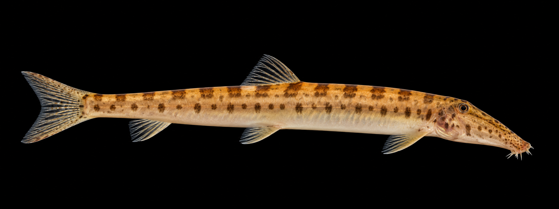Horseface Loach