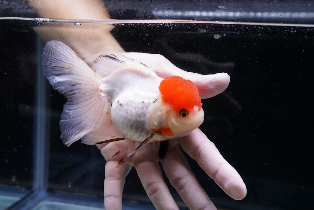 Tricolor Oranda 4”-5” #125-20
