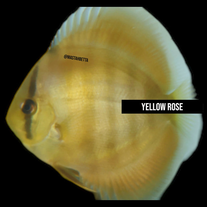 Yellow Rose Discus