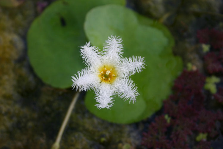 Water Snowflake