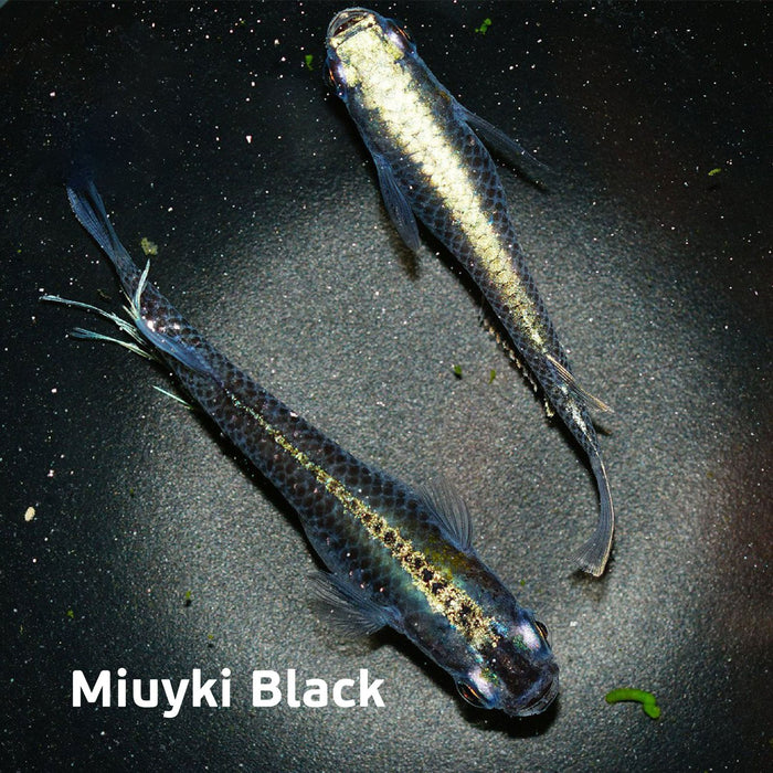 Blue/Black Miyuki Medaka