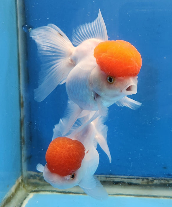 Short Body Red Cap Oranda