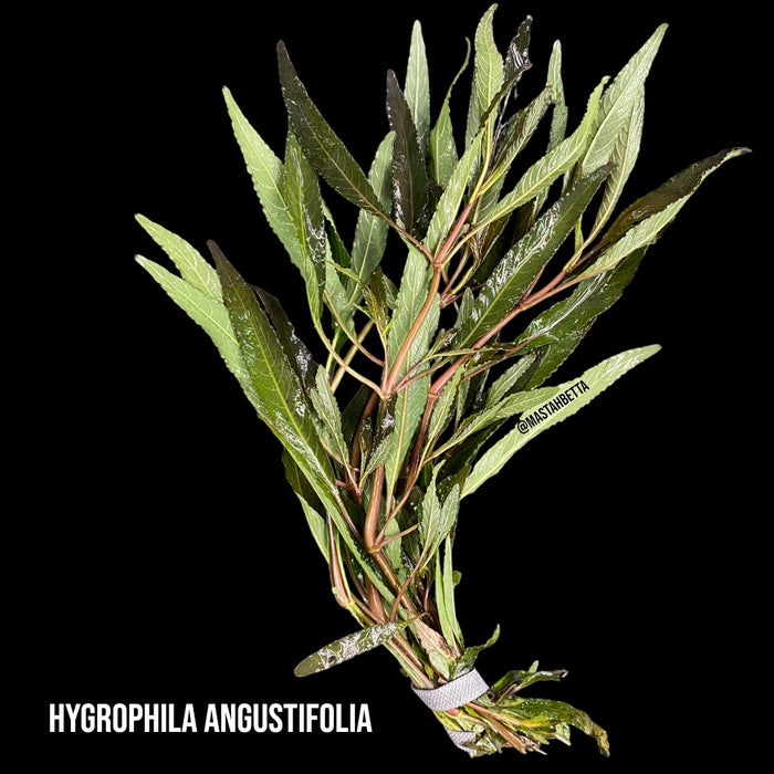 Hygrophila Angustifolia