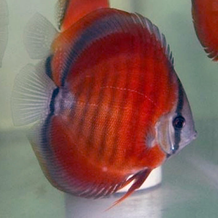 Red Brown Discus