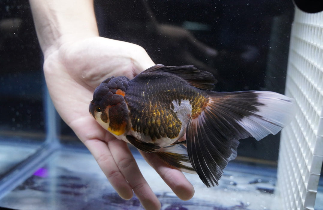 Tricolor Oranda 4”-5” #180-01