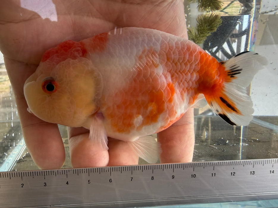Sakura Ranchu #1