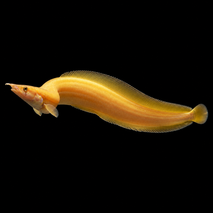Xanthic Fire Eel