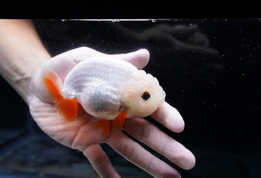 Red/White Ranchu 3.5”-4” #46-08