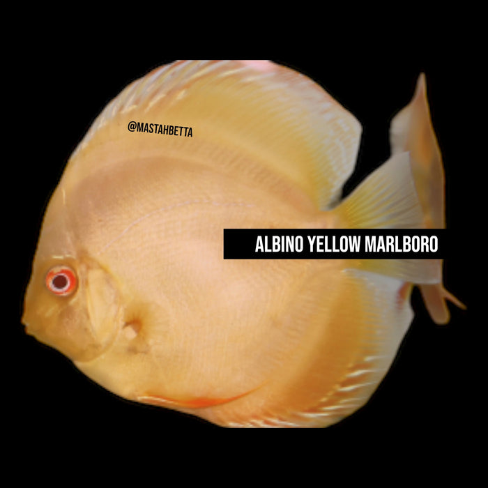 Albino Yellow Marlboro Discus