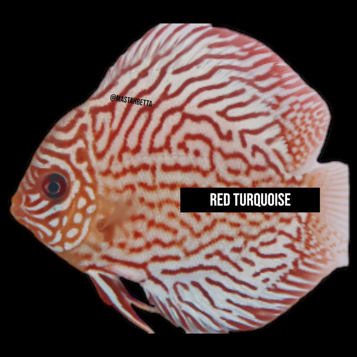 Red Turquoise Discus