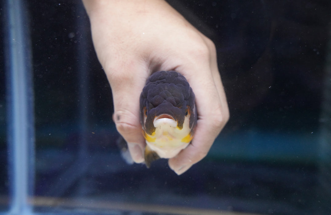 Tricolor Oranda 4”-5” #180-01