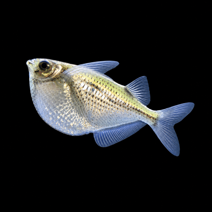 Silver Hatchetfish