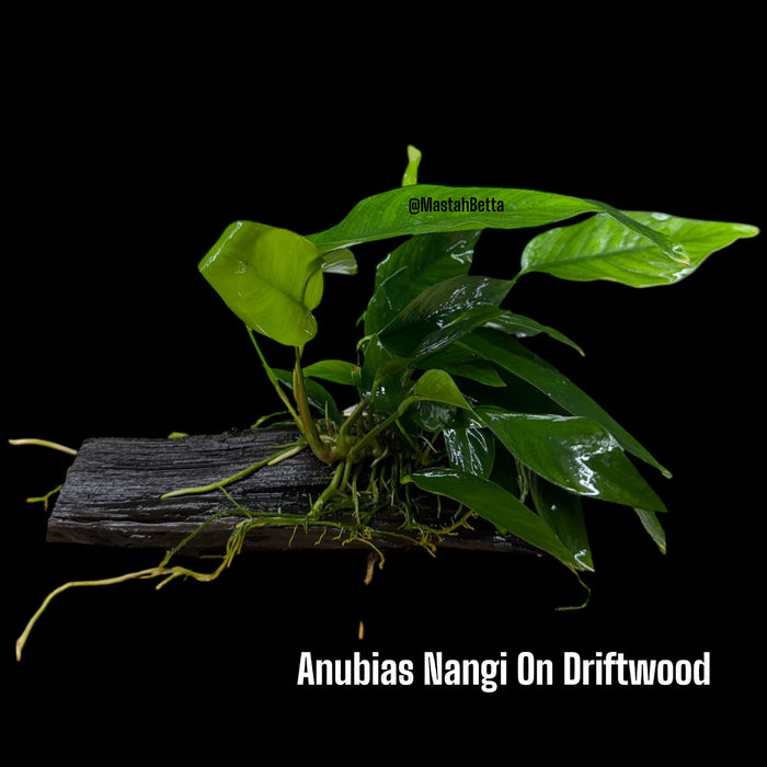 Anubias Nangi On Wood