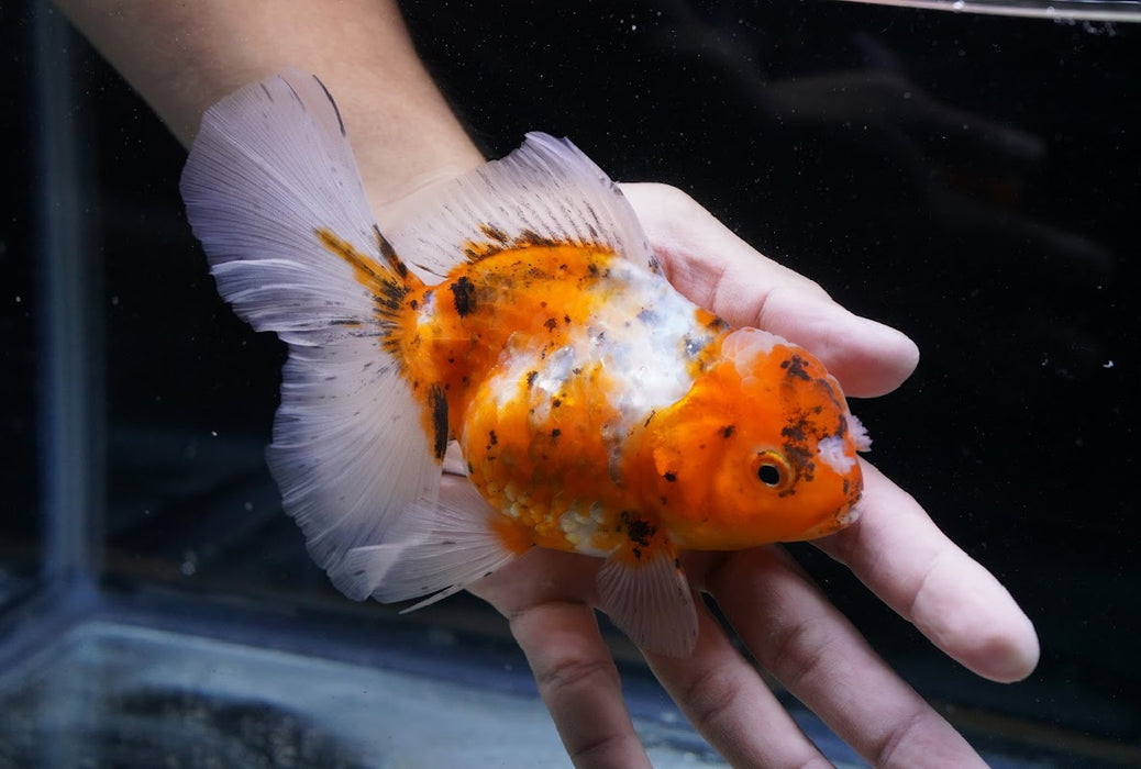Tiger Oranda 4”-5” #125-17
