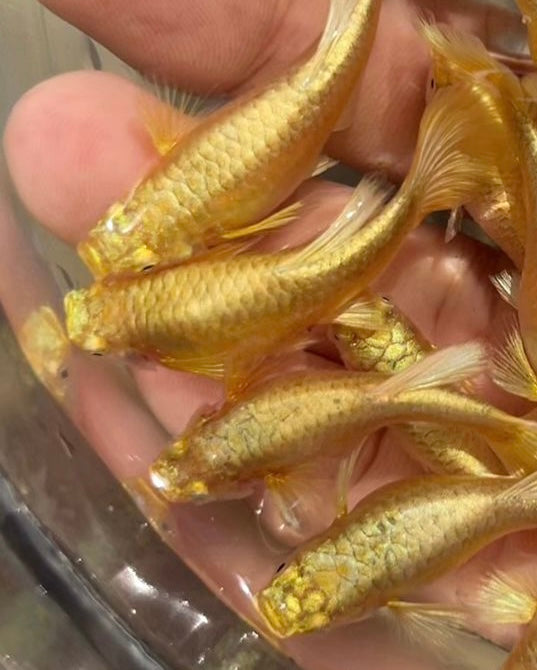 3x Pairs of Full Gold Guppys