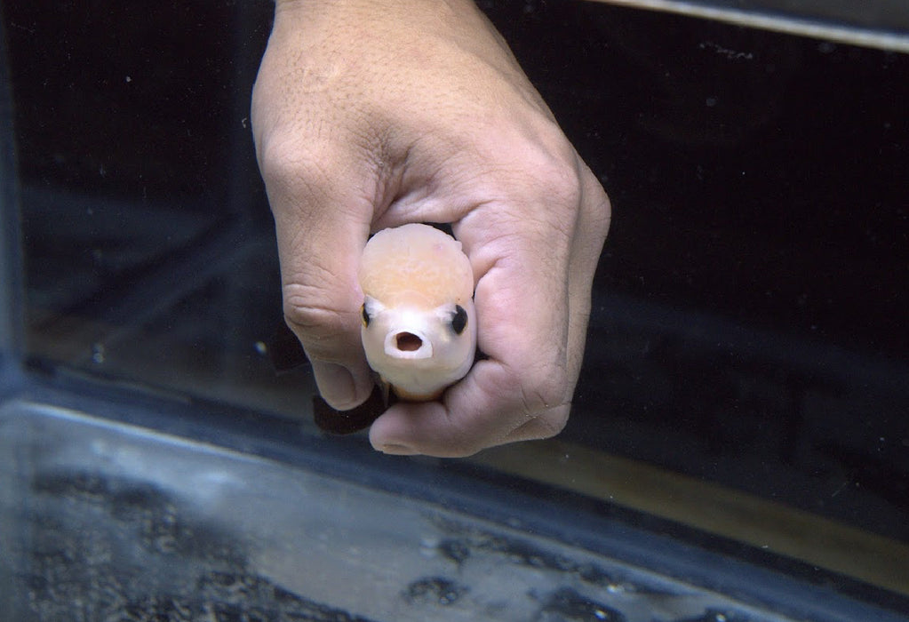 Panda Oranda 3.5”-4” #43-01