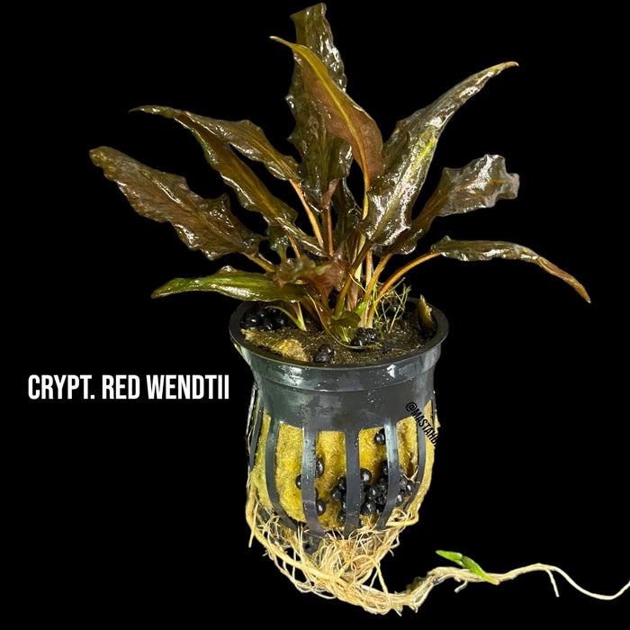 Crypt. Red Wendtii