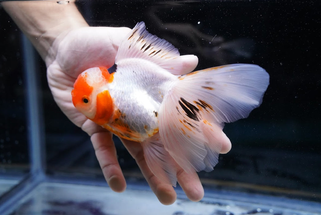 Tricolor Oranda 4”-5” #180-21