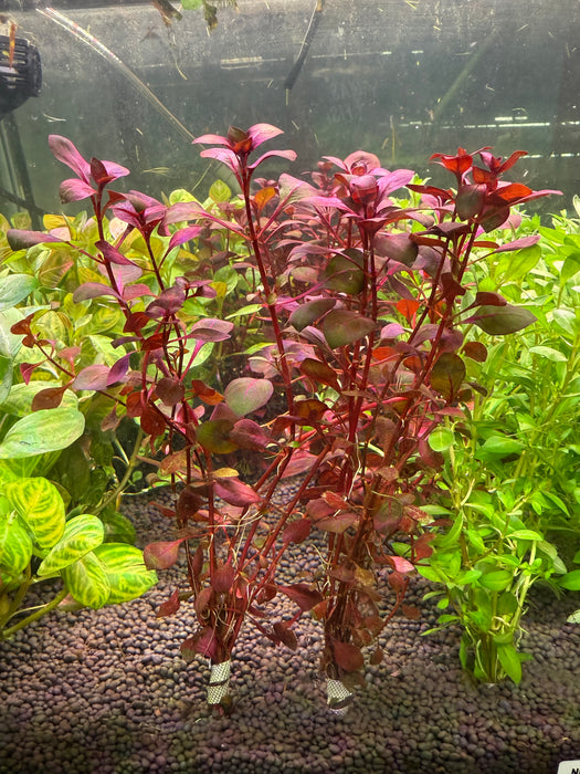 Ludwigia Super Red