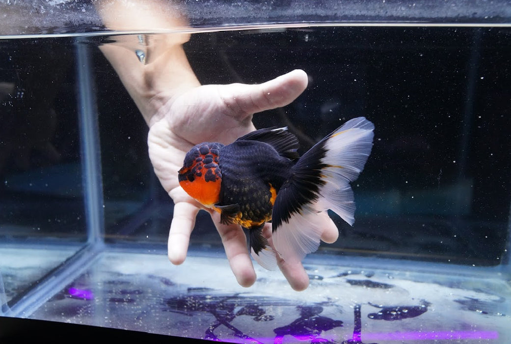 Tricolor Oranda 4”-5” #180-09