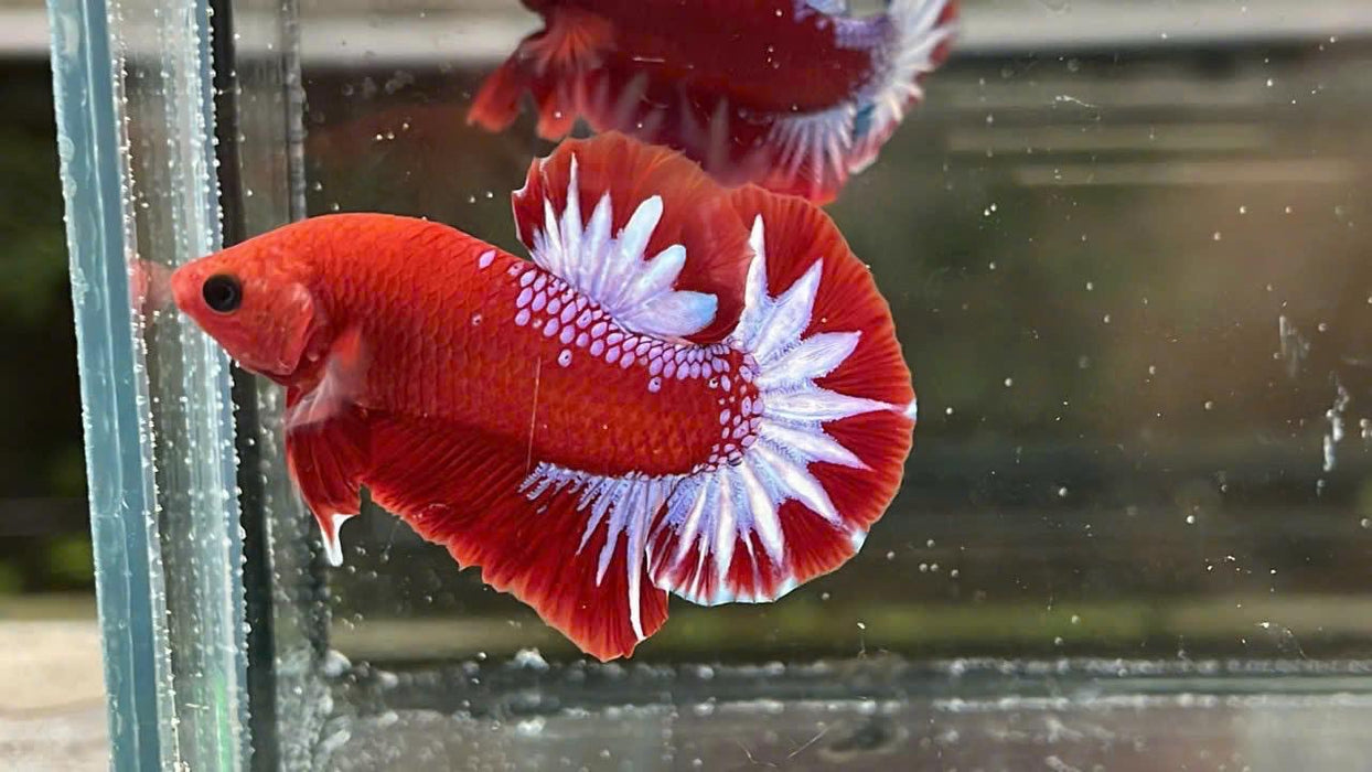 Red Fancy White Star Betta