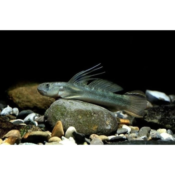 Group of 2x Threadfin Gobies