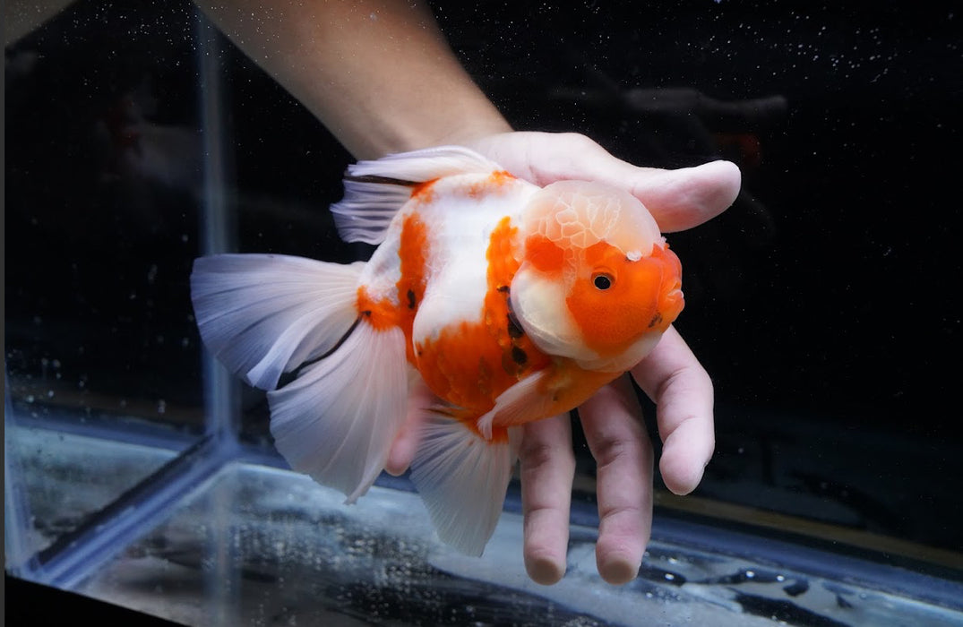 Tricolor Oranda 7” #44-03