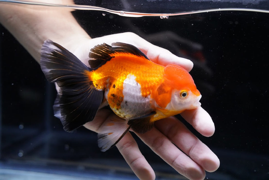 Tricolor Oranda 4”-5” #125-01