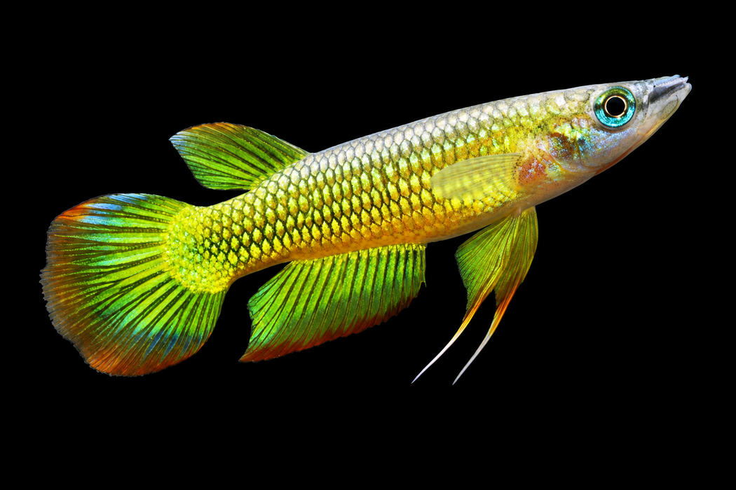 Yellow Wonder Killifish