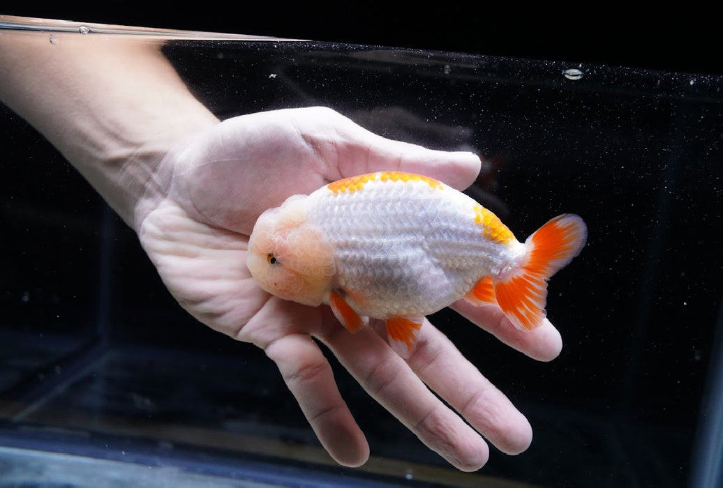 Red/White Ranchu 3.5”-4” #46-06