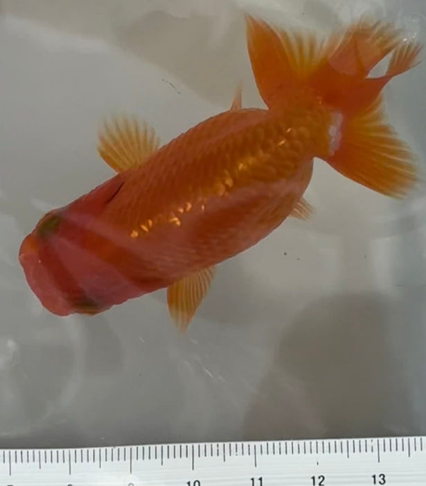 Top View Japanese Ranchu #1