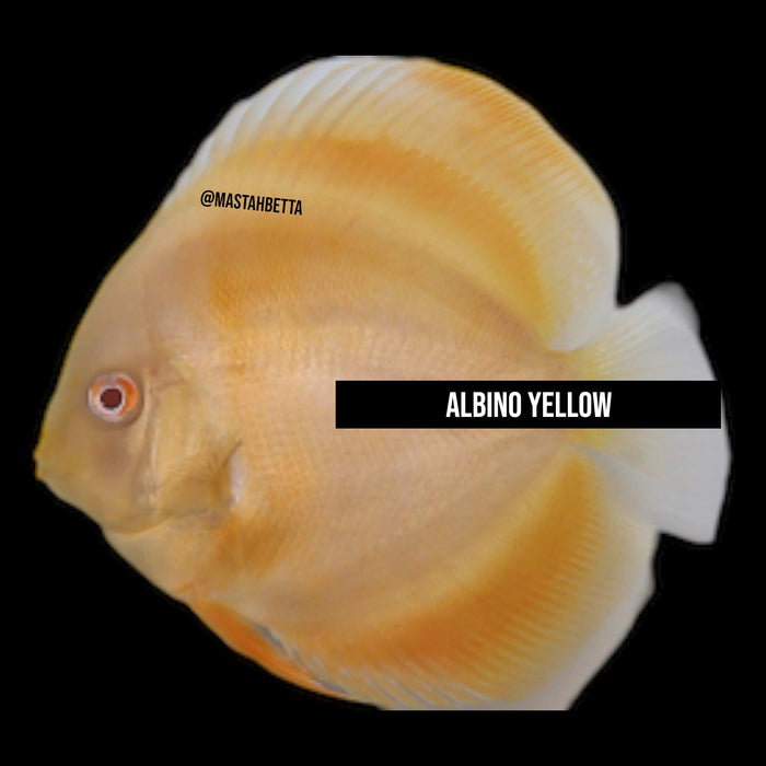 Albino Yellow Discus