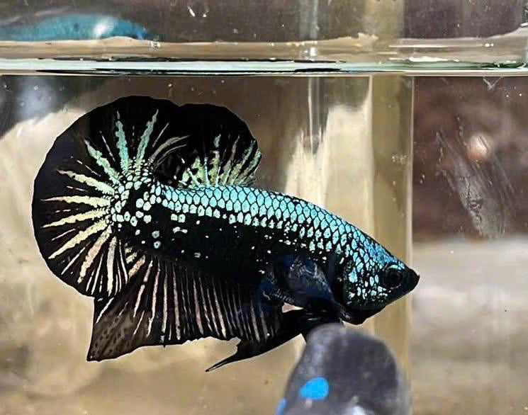 Black Samurai Betta