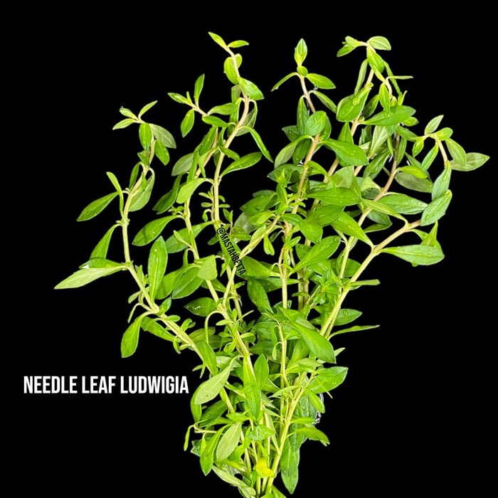 Needle Leaf Ludwigia