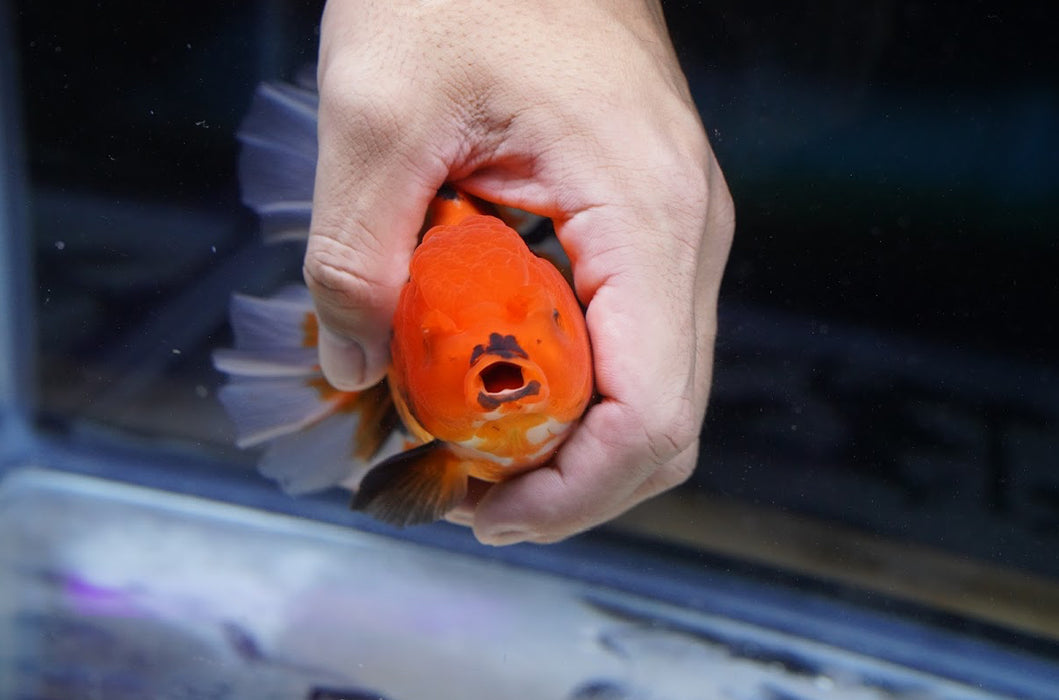 Tricolor Oranda 4”-5” #180-15