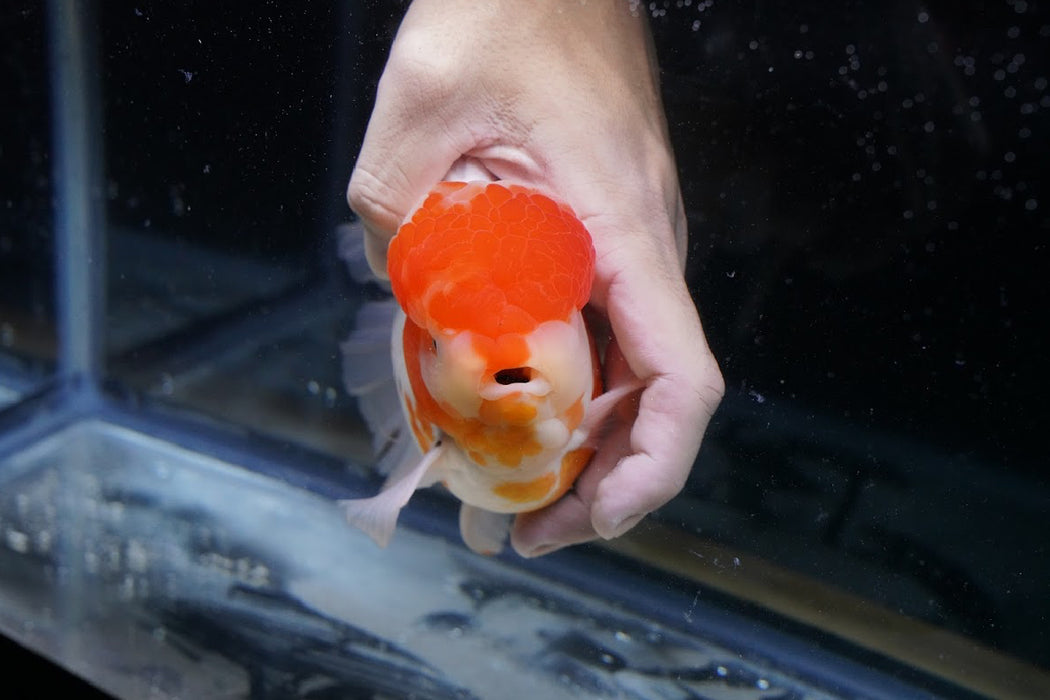 Tricolor Oranda 7” #45-04