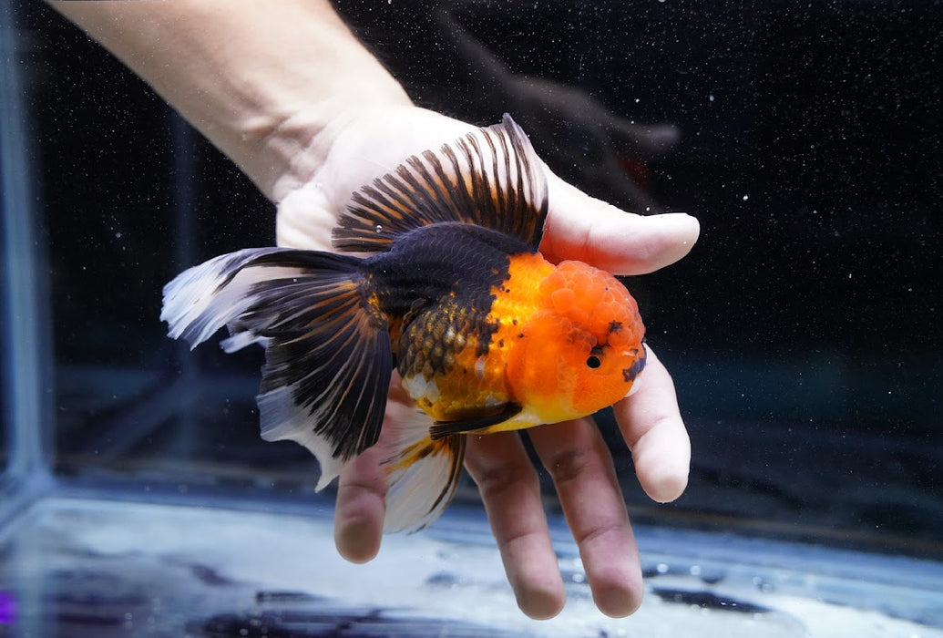 Tricolor Oranda 4”-5” #180-12